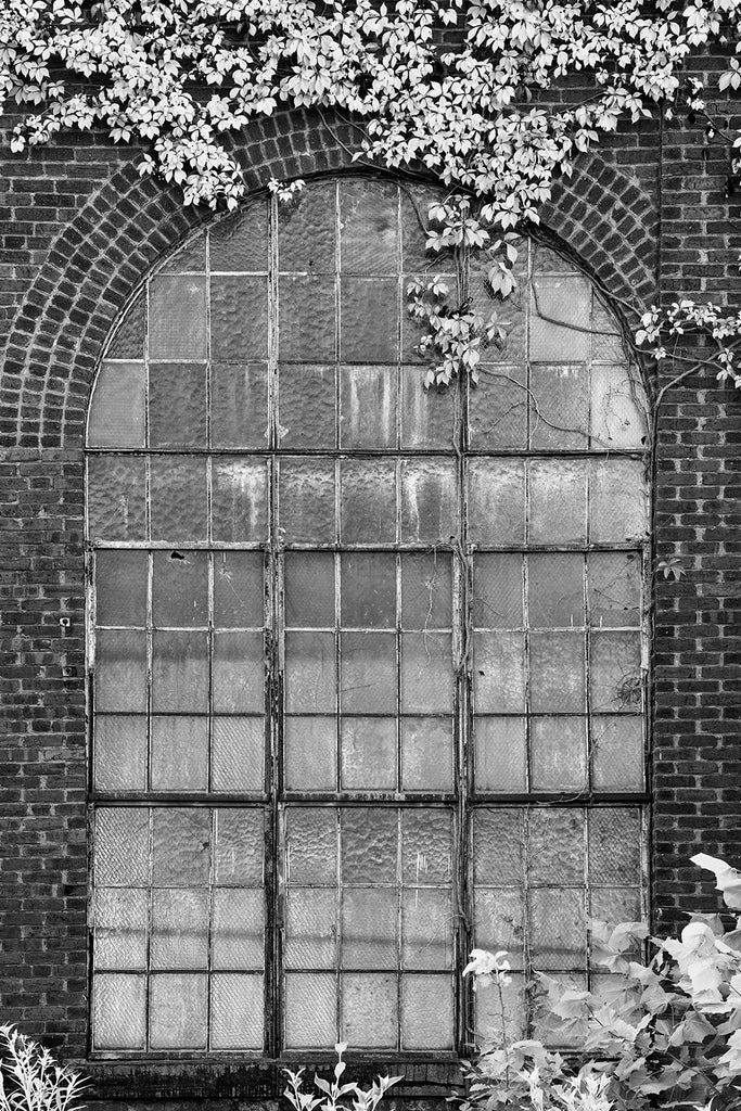 Black and white photograph of old industrial windows with ivy growing over its brick arch.