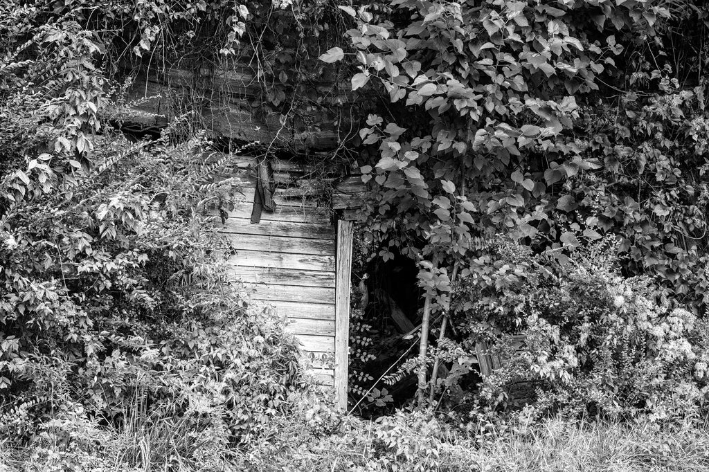 Black and white photograph of the ruins of an old wooden house barely visible through an overgrowth of trees and bushes.