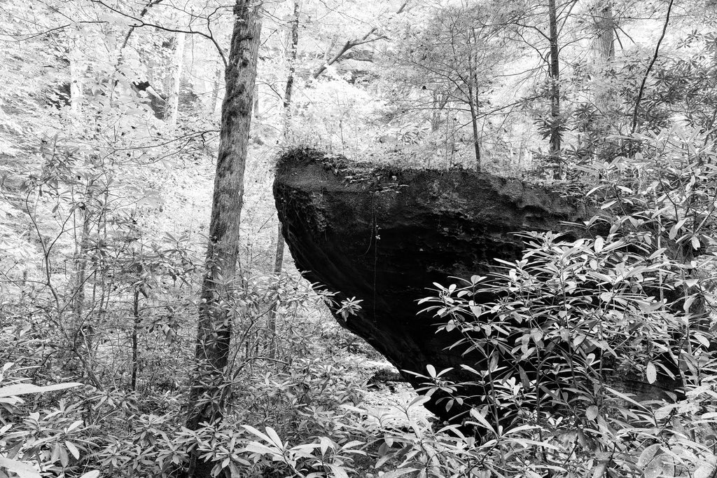 Black and white photograph of a giant rock formation that looks like the bow of a ship sailing through the dense forest.