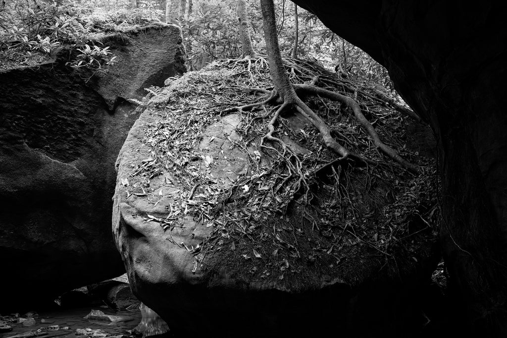 Black and white photograph of a tree with roots wrapped around a giant round boulder found deep in the forest.