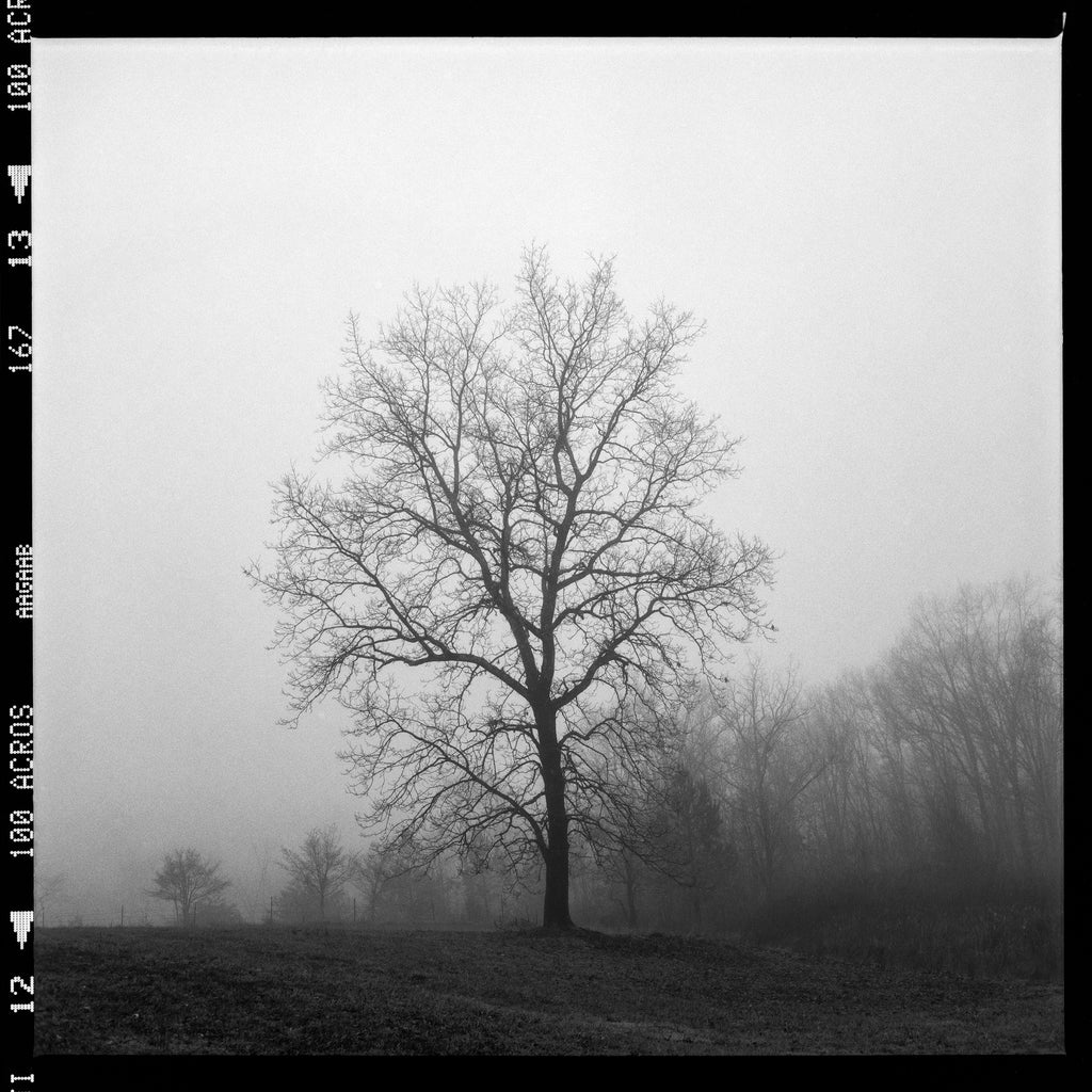 Black and white photograph of a beautifully dreary foggy morning landscape photograph featuring a barren tree on a hilltop. This photograph was shot on medium format film, and prints will include the film frame. While a lot of collectors enjoy seeing the film frame, it can be covered by a mat in the picture frame if desired. (Square format)