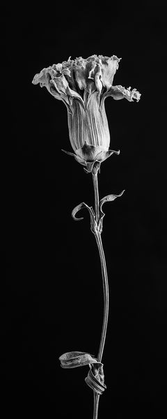 Black and white photograph of the textures and details of a dried flower on its long stem.