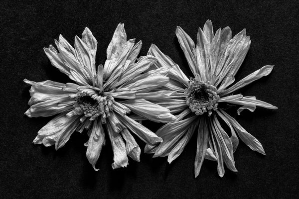 Black and white photograph of two highly textured dried flowers sitting side-by-side on a black surface.