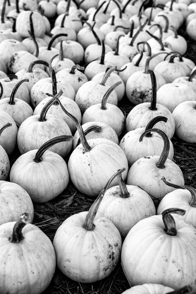 Black and white photograph of freshly picked white pumpkins gathered on the ground at a rural farm.
