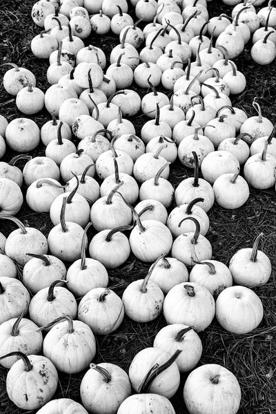 Black and white photograph of an autumn harvest of white pumpkins gathered on the ground at a rural farm.