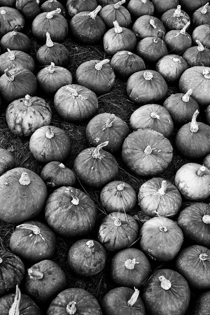 Black and white photograph of freshly picked pumpkins gathered on the ground at a rural farm.