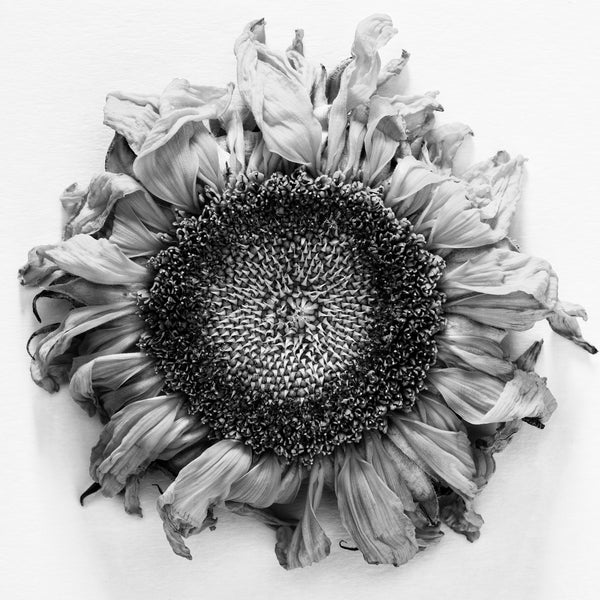 Black and white photograph of a beautifully withered and wrinkled sunflower pictured against a white background. (Square format)
