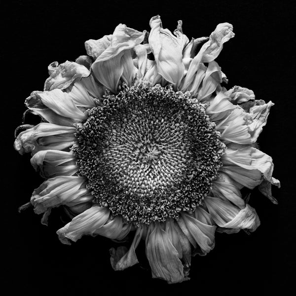 Black and white photograph of a beautifully withered and wrinkled sunflower pictured against a black background. (Square format)