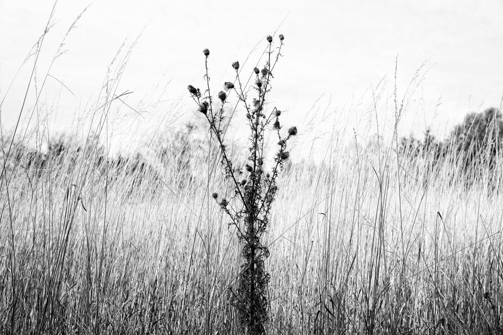 Black and white landscape photograph of a thorny thistle plant standing among tall grass in early winter.