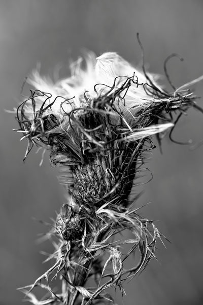 Black and white close-up photograph of a spiny and gnarly thistle head with its winter down emerging.