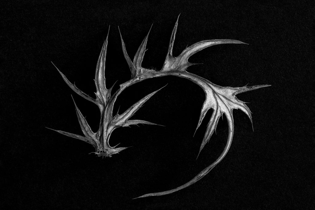 Black and white photograph of a curled leaf from a thorny winter thistle plant.