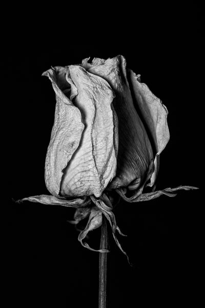 Black and white photograph of a nine month old white rose with wrinkled petals and twisted leaves.