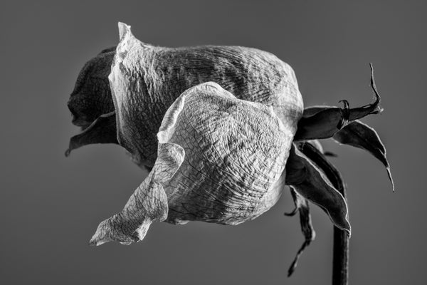 Black and white photograph of an old white rose with wrinkled and textured petals.
