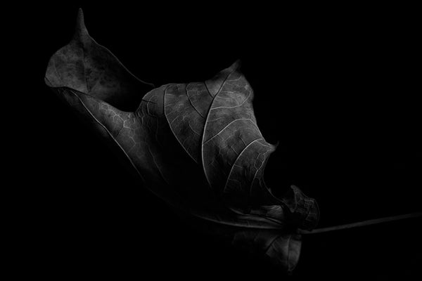 Black and white photograph of the veins of a curled leaf in dramatic low light.