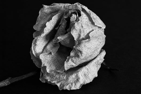 Black and white photograph of the wrinkled and textured petals of a dried white rose 9 months past its prime.