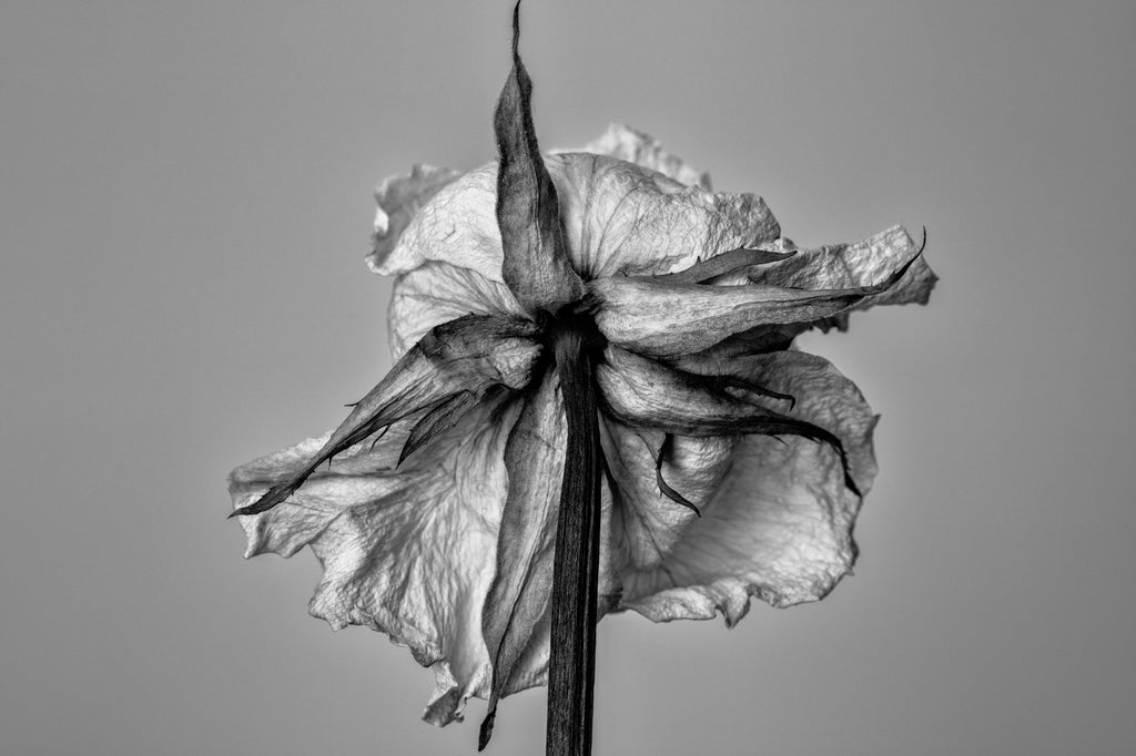Black and white photograph of the stem and leaves of a wrinkled, old, white rose seen from the back.