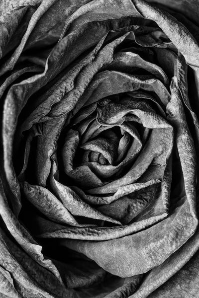 Black and white macro photograph of the wrinkled and textured inner folds of an old red rose that's several months old.