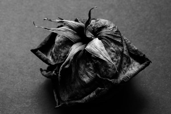 Black and white photograph of the textures of an old red rose shot from the back to feature its leaves