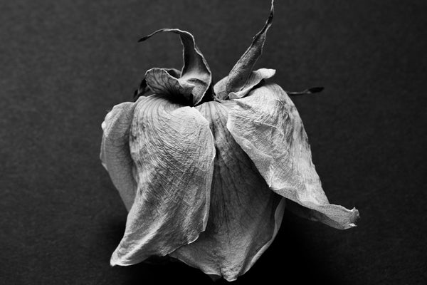Black and white photograph of the textured and wrinkled petals on an old white rose blossom that's many months past its prime.