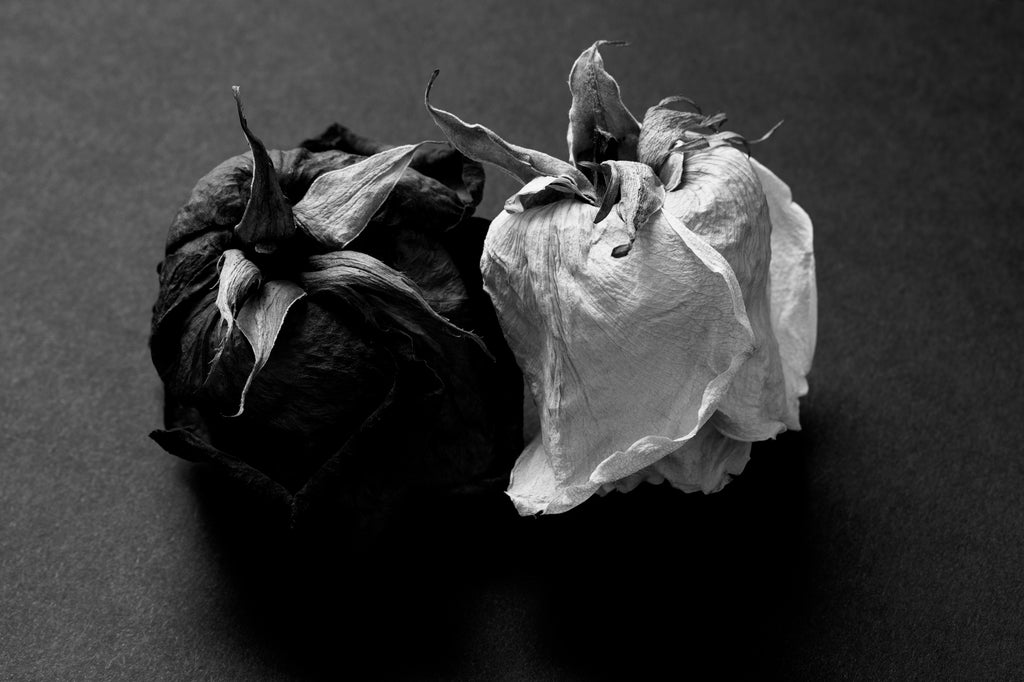Two Old Dried Roses, One Red and One White - Black and White