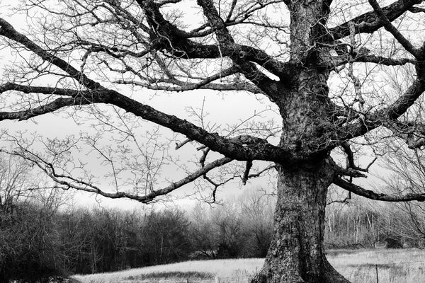 Black and white landscape photograph featuring a huge gnarly old tree.