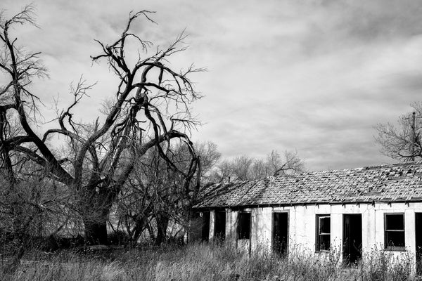 Black and white photograph of an abandoned and ruined motel on old Route 66 with a big gnarly tree in the yard.