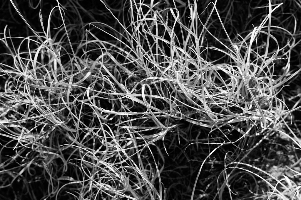 Black and white photograph of a tuft of swirling winter desert grasses in the New Mexico high desert landscape.