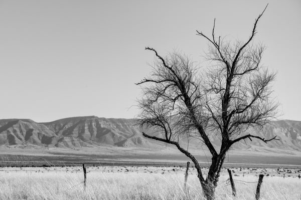 Black and white photograph of a broad basin landscape in New Mexico with a barren black tree and distant mountains.