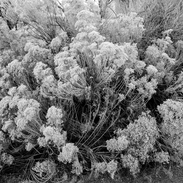 Black and white photograph of an iconic Chamisa bush in the landscape of New Mexico.