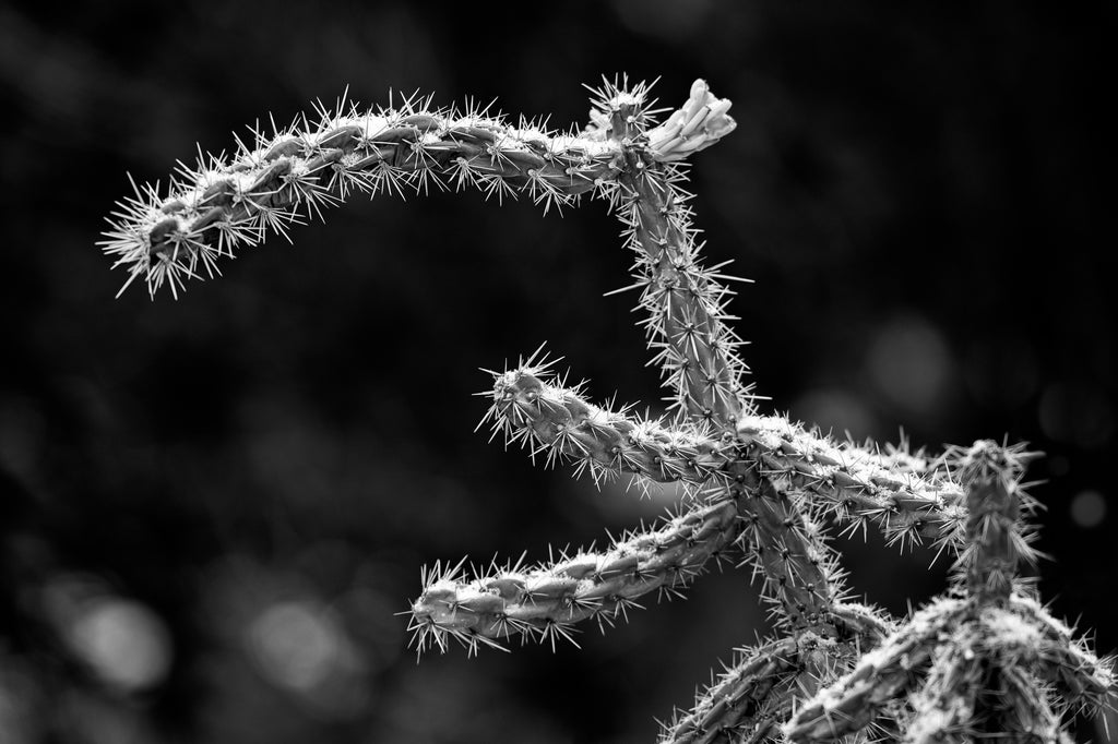Black and white photograph of an iconic Cholla cactus with a dusting of snow in the Sangre de Cristo Mountains of New Mexico.