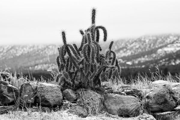 Black and white photograph of an iconic cholla cactus growing from the stones of old ruins of vanished civilizations who once lived in the mountains of New Mexico.