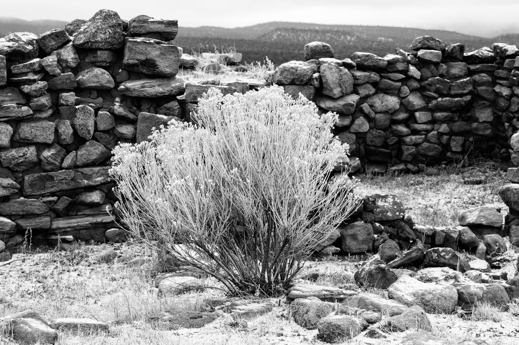 Black and white photograph of a chamisa bush growing among the ruins of very old stone walls in the mountains of New Mexico..