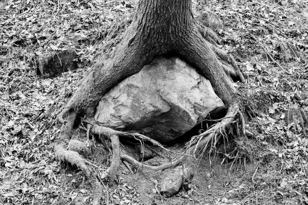 Black and white photograph of a tree hugging a large boulder with its roots on the side of a hill.