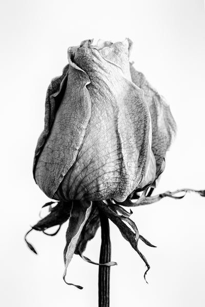 Black and white photograph of a wrinkled old white rose blossom.