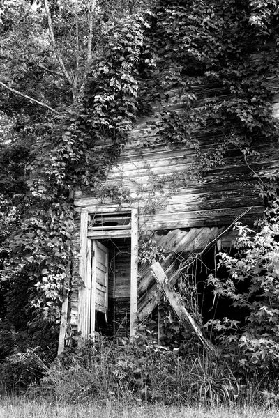 Black and white photograph of the ruins of a vintage service station overtaken by trees and ivy, found along a backroad in rural Virginia.