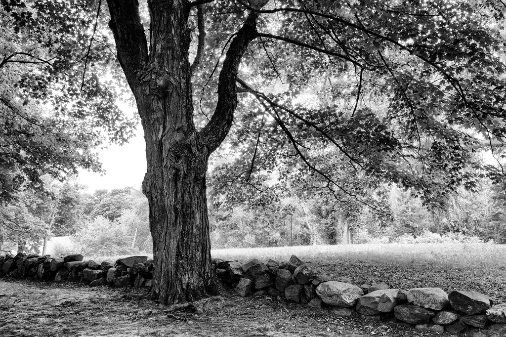 Dark Tree Line - Black and White Landscape Photograph – Keith Dotson  Photography
