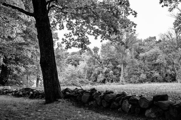 Black and white photograph of a beautiful verdant summer landscape with a tall tree casting shade over an old stone wall.
