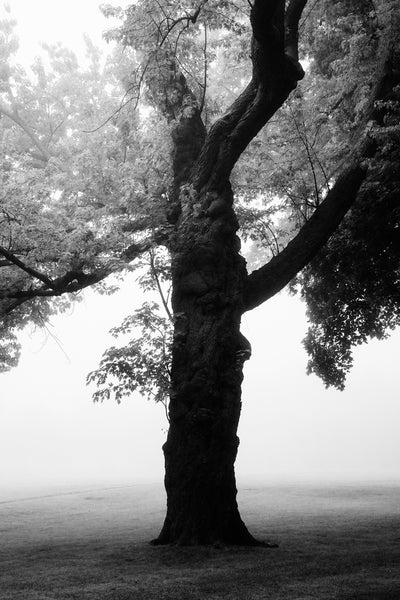 Black and white photograph of a big, beautiful old tree captured in the dramatic, magical light of a foggy morning.
