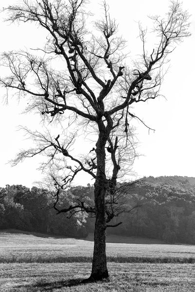 Black and white photograph of a tall barren tree towering over a rural pasture at sunrise.
