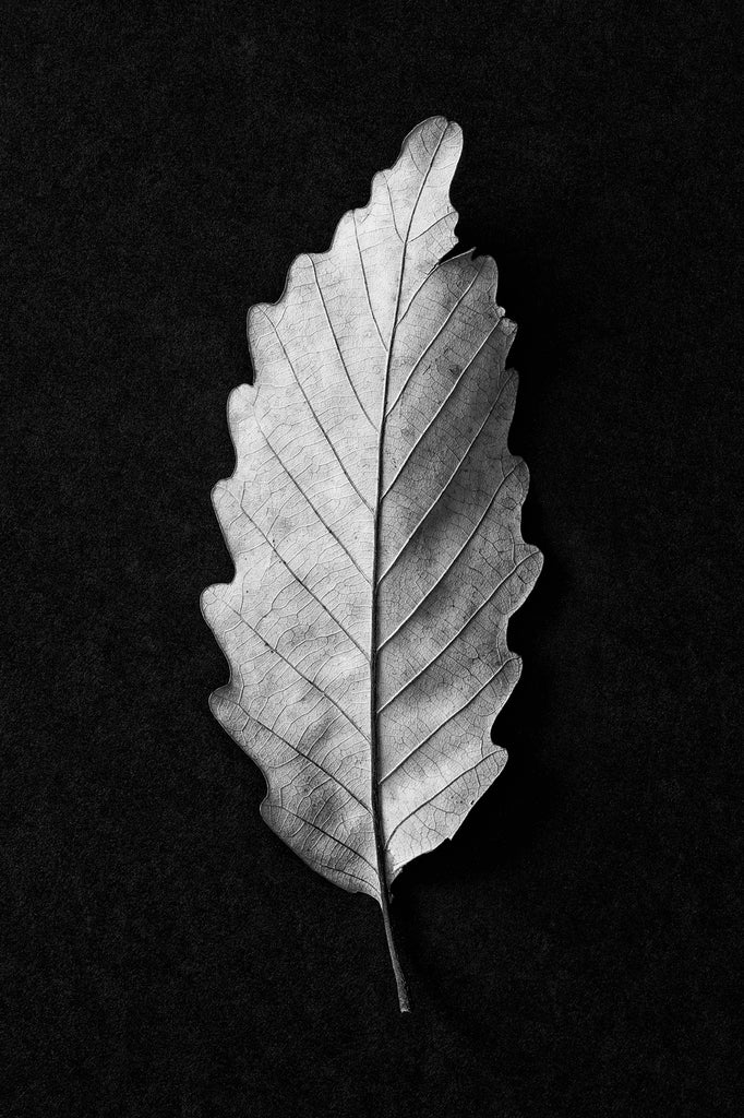 Black and white photograph of a beautiful fallen leaf highlighted against a black background.