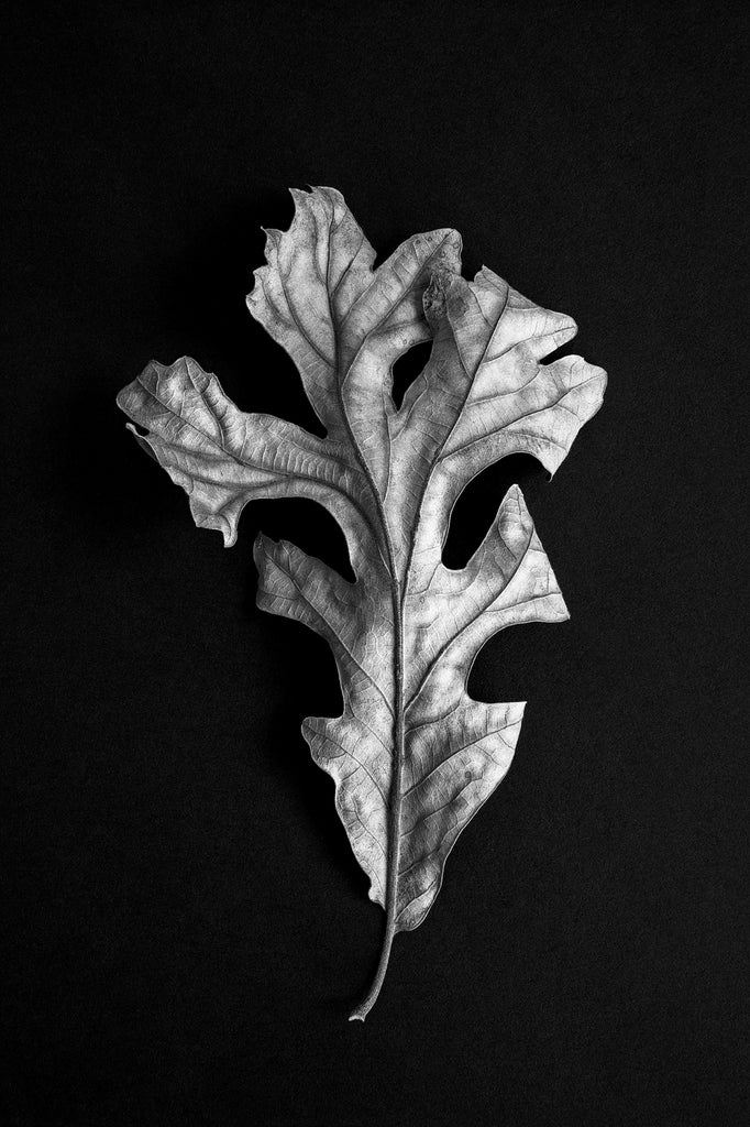 Black and white detail photograph of a dried fallen autumn leaf available from small to very large print sizes.