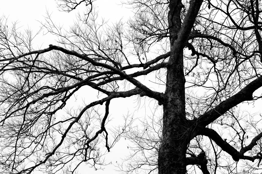 Black and white photograph of a tree with beautifully exposed branches in winter.