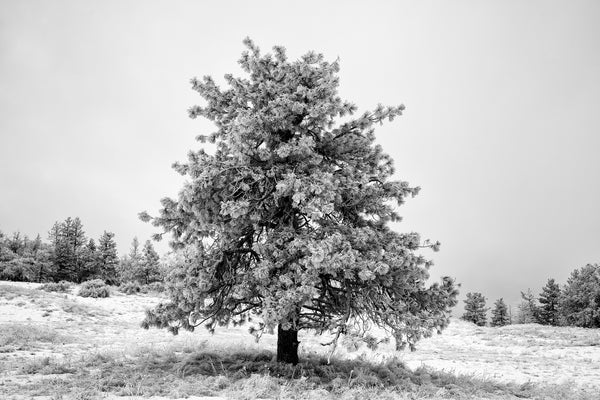 Black and white photograph of a beautiful pine tree frosted with snow in a wintery landscape.