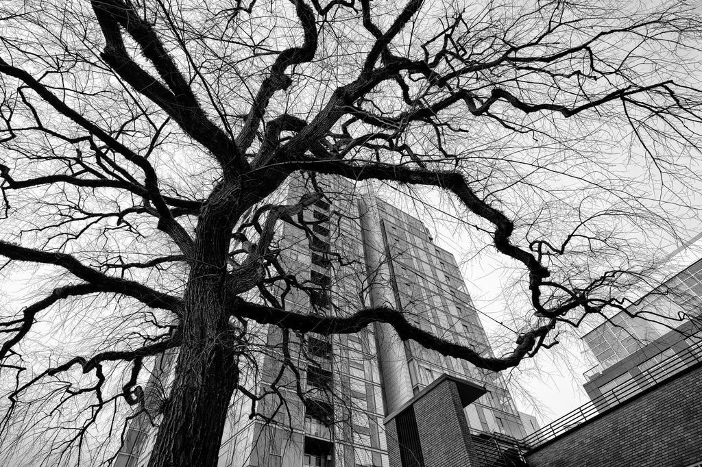 Black and white photograph of a beautiful tall tree with branches framing the view of a modern building in downtown Portland, Oregon.