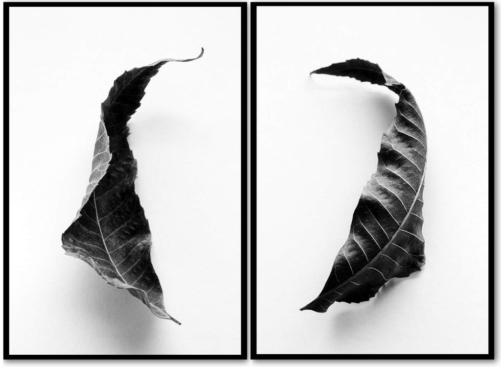 Set of two black and white fine art photographs of fallen leaves from a Black Walnut tree
