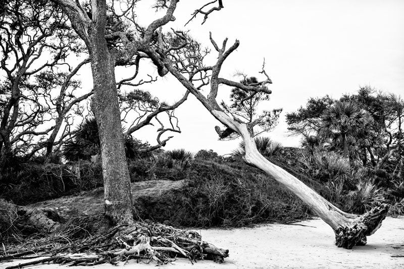 Black and white photograph of an uprooted tree leaning on another at Driftwood Beach on Jekyll Island, Georgia. 