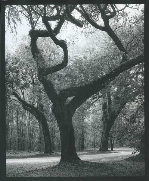 Scan of a print. Low Country Trees Near Charleston limited edition photograph by Keith Dotson