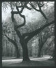 Scan of a print. Low Country Trees Near Charleston limited edition photograph by Keith Dotson