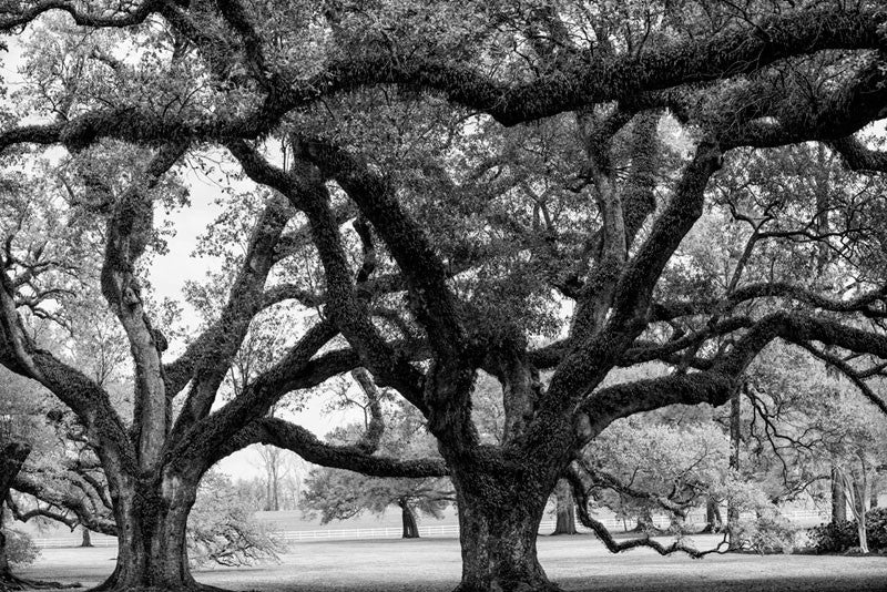 Black and white photograph of some of the 300-year-old oak trees at the famous Oak Alley Plantation in Louisiana, which is so well preserved, it’s been featured in many movies and TV shows, and had a starring role in the Tom Cruise/Brad Pitt classic horror film Interview with the Vampire.