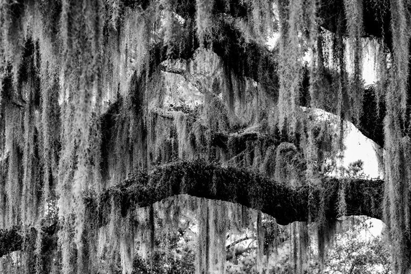 Black and white photograph of southern oak tree branches draped in Spanish moss, located near Savannah, Georgia. 